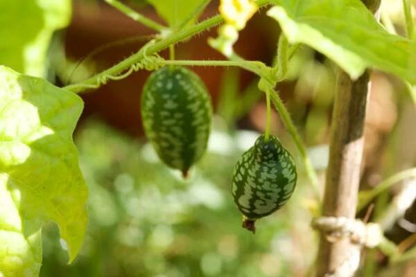 cucamelon ovoce, také známý jako mexické okurky, mexické kyselé okurky, nebo melothria scabra rostoucí na vinné révě na plném slunci. - melothria scabra - stock snímky, obrázky a fotky