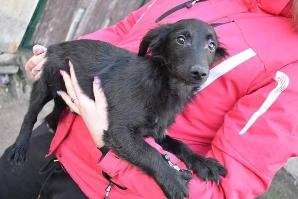Psi k adopci z útulků, azylů a neziskových organizací