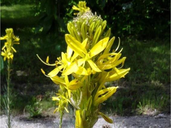 Asfodelka žlutá - Asphodeline lutea