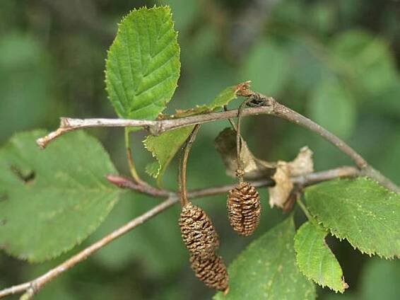 Alnus alnobetula