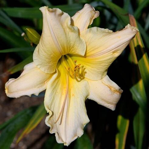 Hemerocallis 'Golden Flute' (Daylily)