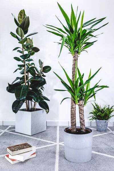 Large potted yucca gigantea tree growing indoors 