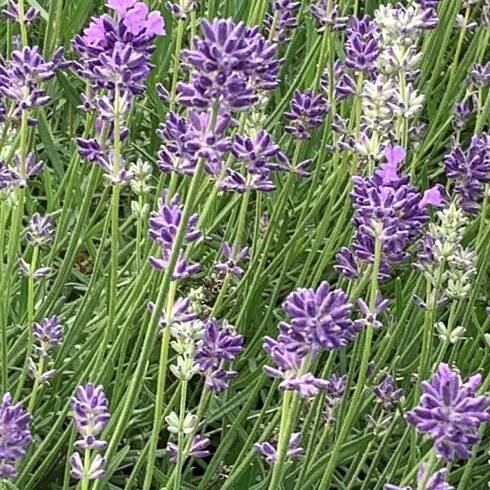 Levandule AROMATICO BLUE květník 0,5l ► Rostliny-Harmonie.cz
