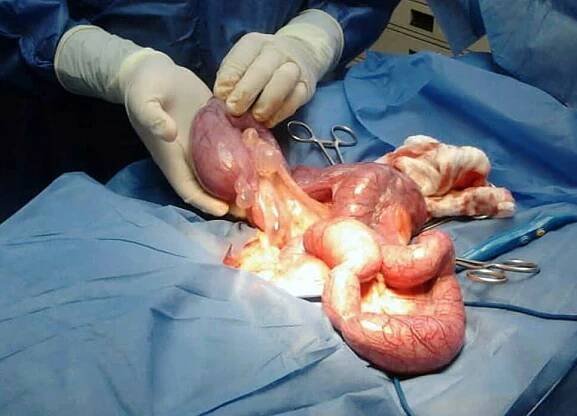 plyusy-i-minusy-sterilizacii-sobaki