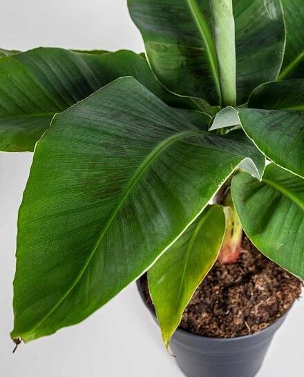 Banánovník zakrslý, Musa dwarf cavendish,17 - 19 cm, skladem | ZAZUMi.cz