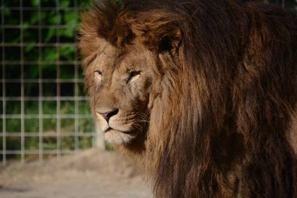 Zoologická zahrada Dvorec u Borovan - ZOO Dvorec | Třeboň a okolí - Třeboňsko.cz