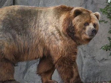 Medvěd Kodiak v německu.jpg