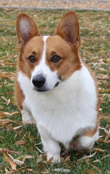 Cobbycorgis.com/Co_pembroke_welsh_corgi_studs