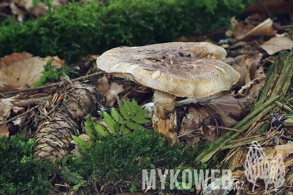 Tricholoma matsutake - čirůvka větší - Mykoweb