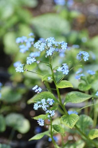 Pomněnkovec velkolistý 'Jack Frost' - Brunnera macrophylla 'Jack Frost'