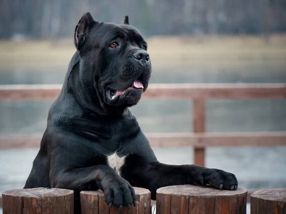 Portrét italského cane corso psa v parku — Stock obrázek