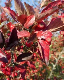Skalník - větévky s podzimními listy a plody (Cotoneaster meyeri), listy podzim
