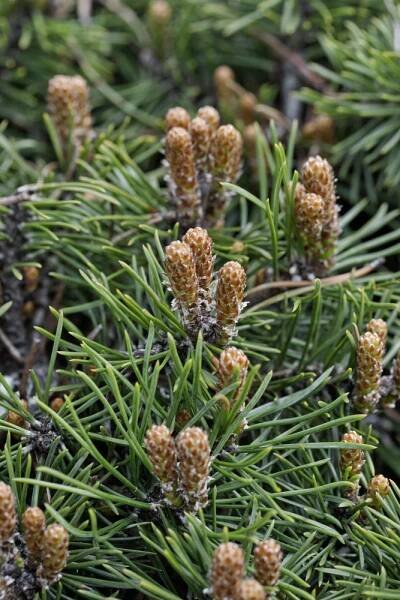 Pinus mugo ´Mops´, Borovice kleč, 40-50 cm, C15