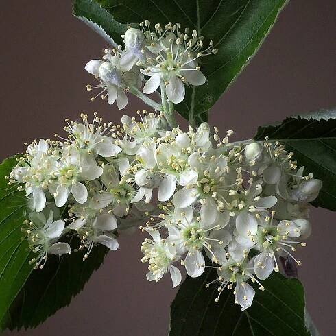 Súbor:(ms) Sorbus aria 3.jpg – Wikipédia