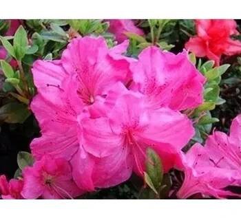  Azalea (J) 'Kermesina' 30-40 C3L 