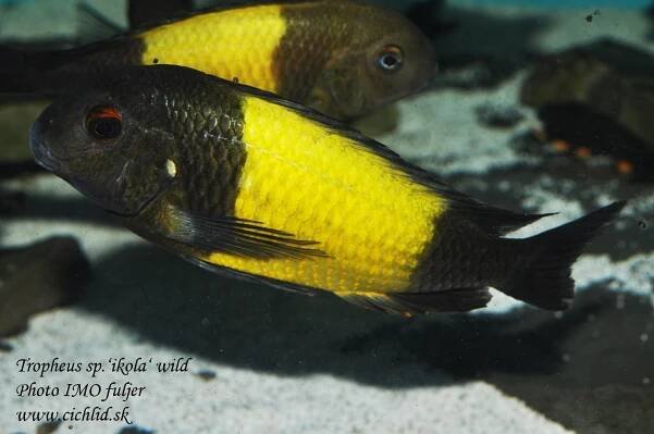 Tropheus-sp.'ikola'-(1)