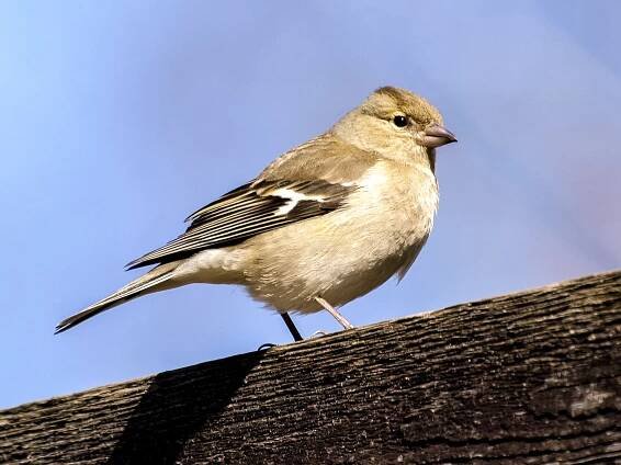 Soubor:Buchfink (15) (34888758211).jpg – Wikipedie