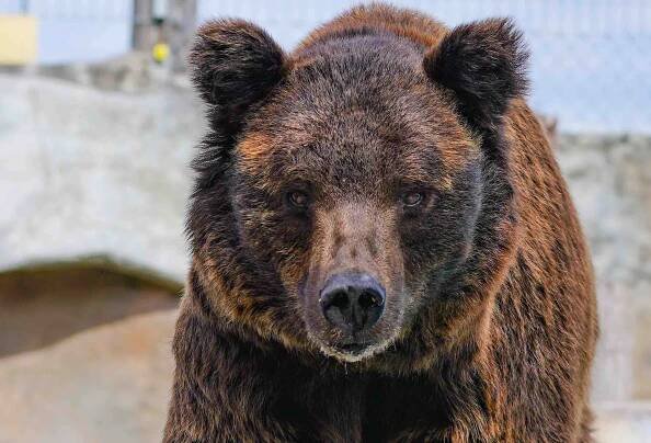 Brown Bear
