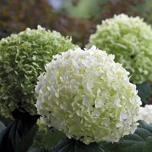 HYDRANGEA 'STRONG ANNABELLE' HORTENZIE STROMOVÁ