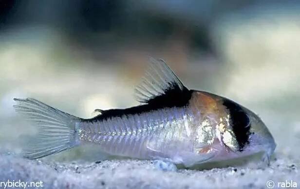 Corydoras adolfoi | © Bob66