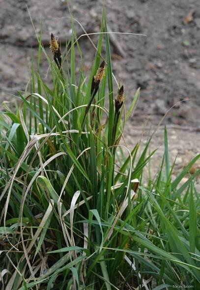 Ostřice ostrá - Carex acutiformis