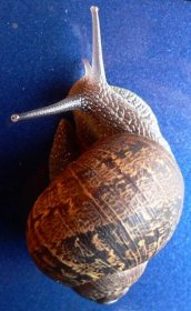 Soubor:Snail on a car p1120083.jpg – Wikipedie