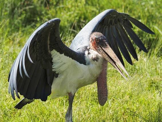 Marabu africký neboli čáp marabu v NP Serengeti