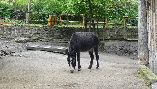 Fotografie - Zoo Děčín - 16.05.2023