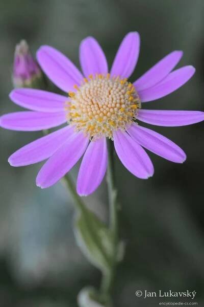 Pericallis - Pericallis tussilaginis