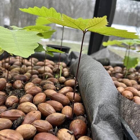 Nature Show ‘n’ Tell for Grown-ups – SIDEWALK NATURE