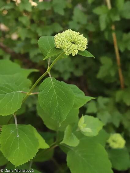 Hydrangea arborescens – hortenzie stromkovitá • Pladias: Databáze české flóry a vegetace