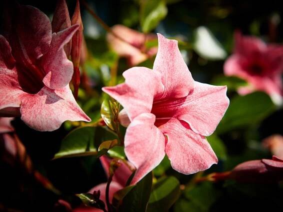 Sundaville® Is the Hottest Mandevilla in Town