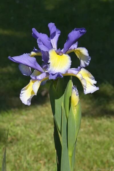 Kosatec Letní louka - Iris