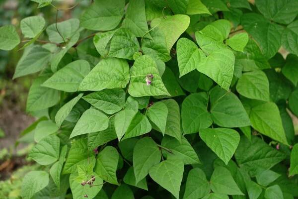 Leaves-of-Pinto-beans