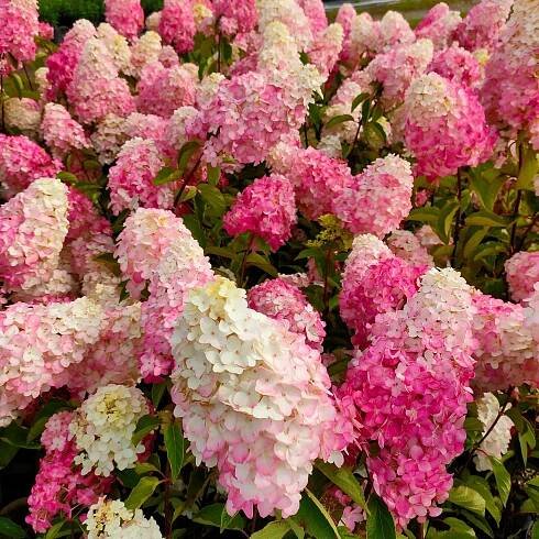 Rispenhortensie Fraise Melba® 'Renba' - Hydrangea paniculata fraise melba ® ‘renba’ - Bakker
