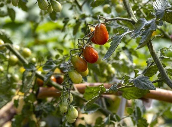 6 Reasons Why Your Tomatoes Grew Too Small This Year, and How to Fix It