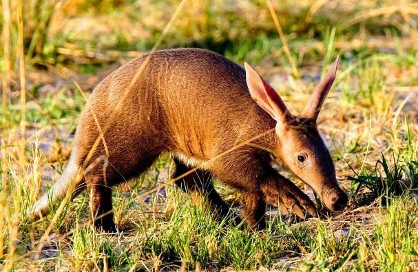 Aardvark