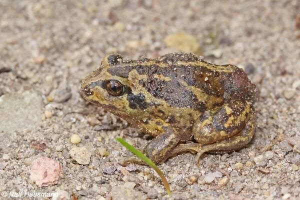 Pelobates fuscus - blatnice skvrnitá