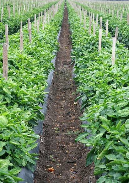 Farmland Investment Strategy - AgVictus