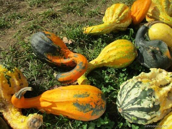 Tykev okrasná Andělská křídla (Cucurbita pepo var ovifera)