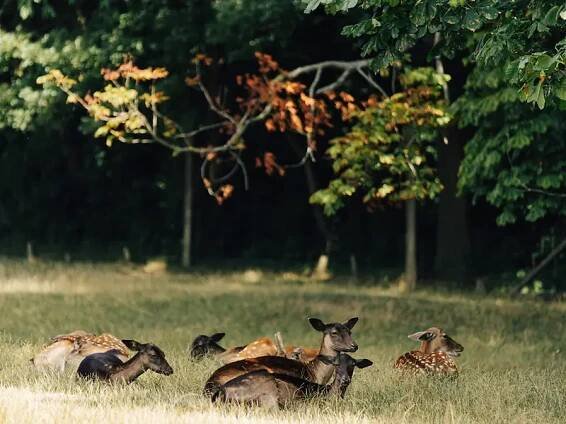 Lainzer Tiergarten