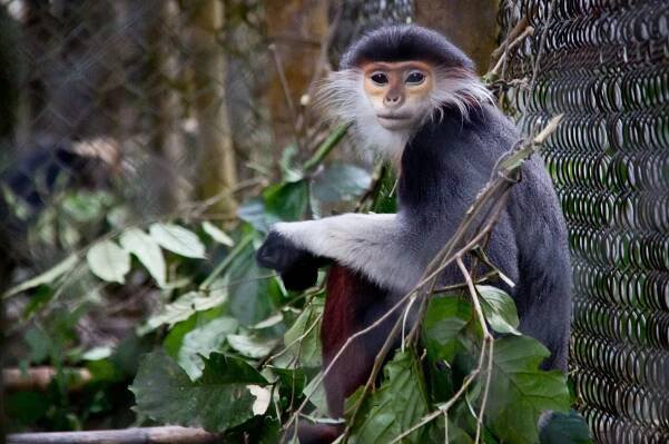 Grey-Shanked Douc Langur in Cuc Phuong National Park Vietnam