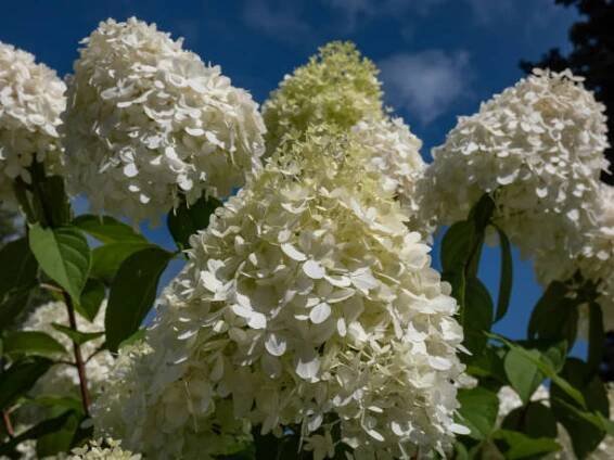 hydrangea paniculata 'phantom' flowering with dense conical flowers, opening creamy white with some lime green flushing in midsummer - hydrangea paniculata - stock snímky, obrázky a fotky