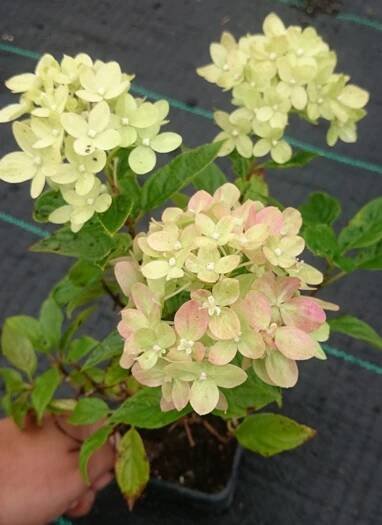Nejnovější MINIATURNÍ HORTENZIE LITTLE LIME Latinský název hydrangea paniculata