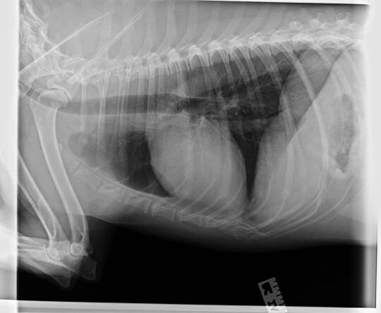 Operabilní řešení feochromocytomu u psa – kazuistika