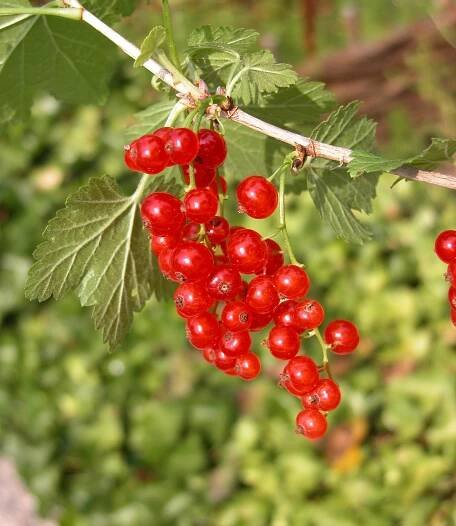 Ribes rubrum L. - Portale della Flora d'Italia / Portal to the Flora of Italy