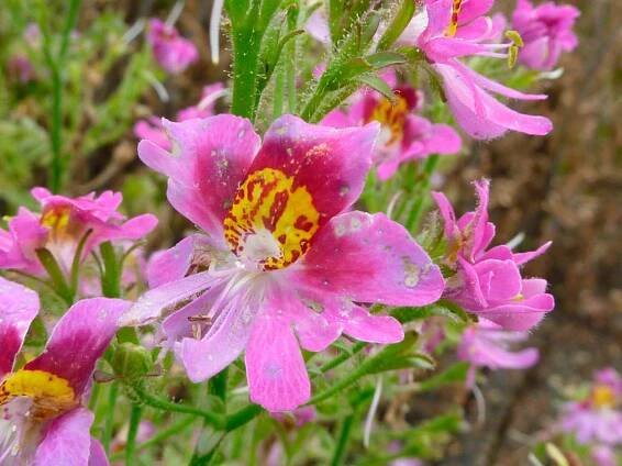 Schizanthus Vizetonsky (S. Wisetonensis)