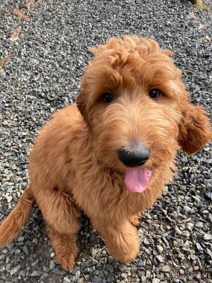 Doggie Daycare – Woof Pack Pet Services