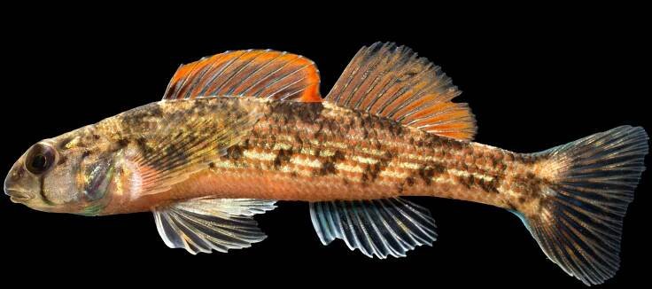 Etheostoma inscriptum