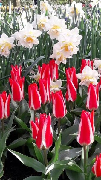 Karavanem za tulipány – Keukenhof 2025 – Silver On The Road
